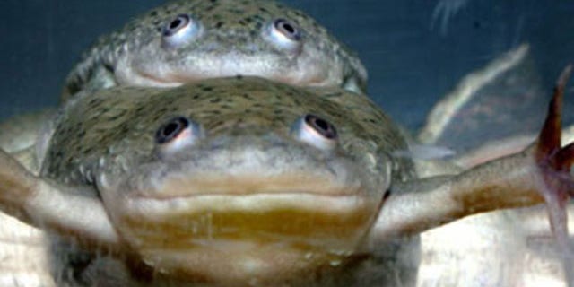 The pesticide atrazine can turn male frogs into females that are able to mate and successfully reproduce. Here, two male frogs mating. The larger animal on the bottom has been completely feminized by atrazine exposure and can produce viable eggs.