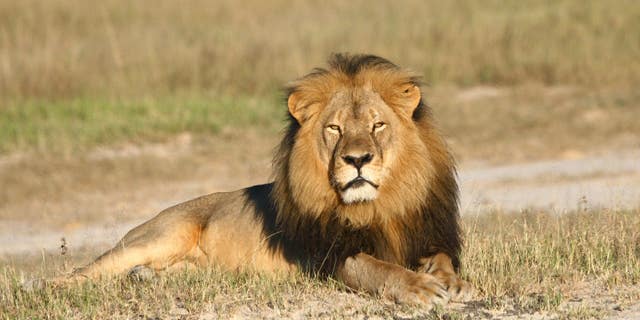In this undated photo provided by the Wildlife Conservation Research Unit, Cecil the lion rests in Hwange National Park, in Hwange, Zimbabwe.
