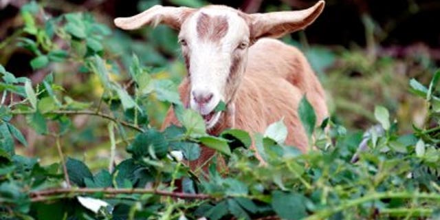 Some 3,600 goats per year will be spared now that Fort Bragg officials have agreed to stop using them for training. (AP)