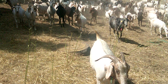 The goat herd is busy browsing the overgrown hillside behind the courthouse.