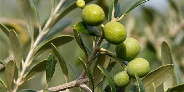 June 27, 2011: An olive branch with olives soon ready to be harvested are seen on an olive farm in Lakeland, Ga.