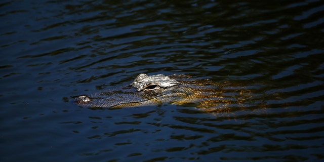 HILTON HEAD ISLAND, SC - APRIL 17:  An alligator looks on during the final round of the 2016 RBC Heritage at Harbour Town Golf Links on April 17, 2016 in Hilton Head Island, South Carolina.  (Photo by Streeter Lecka/Getty Images)