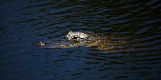 HILTON HEAD ISLAND, SC - APRIL 17: An alligator looks on during the final round of the 2016 RBC Heritage at Harbour Town Golf Links on April 17, 2016 in Hilton Head Island, South Carolina. (Photo by Streeter Lecka/Getty Images)