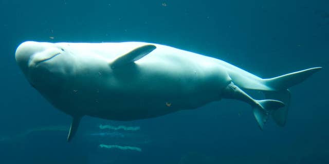 FILE - In this June 10, 2008 file photo, Qila, a beluga whale at the Vancouver Aquarium prepares to give birth to a calf in Vancouver. The Georgia Aquarium in Atlanta is asking a federal judge to overturn a federal agency’s denial of a 2012 permit to import 18 beluga whales from Russia for display in the United States. (AP Photo/Gregory Payan, File) (AP Photo/the Canadian Press, Jonathan Hayward)