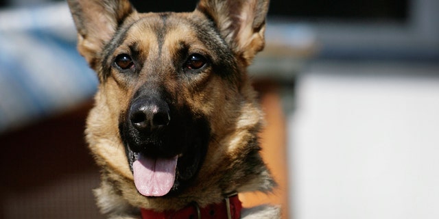 BIRMINGHAM, UNITED KINGDOM - APRIL 04: Two-year-old homeless Alsatian 'Cyrus' looks out of her kennel at the RSPCA Animal Rescue Centre in Barnes Hill on April 4, 2007 in Birmingham, England. The Animal Welfare Act becomes law on Friday is being highlighted by the RSPCA. The act imposes a duty of care for pets and animals on owners and includes fines of up to GBP20,000 and jail terms of up to a year for cruelty. The new law includes making sure that animals are fed, housed and protected from pain, suffering, injury and disease. (Photo by Christopher Furlong/Getty Images)