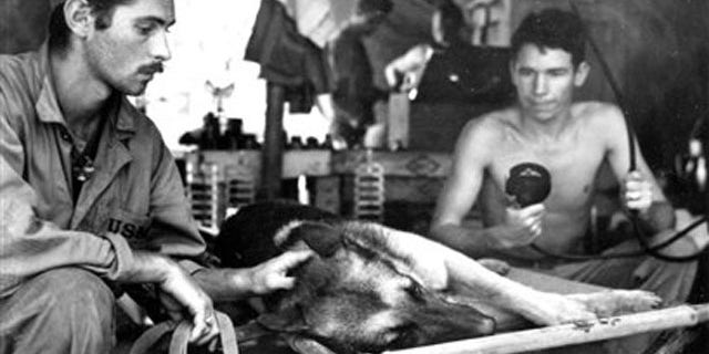 This undated photo provided by the National Archives via the National World War II Museum shows a Marine Corps dog handler as he comforts his German shepherd while the dog is X-rayed after being shot by a Japanese sniper on Bougainville, The dog died of its injuries. The photograph is part of an exhibit, titled "Loyal Force: Animals at War," to be displayed at the National World War II Museum in New Orleans from July 22-Oct. 17. (AP Photo/National Archives via the National World War II Museum)