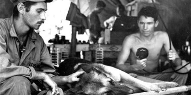 This undated photo provided by the National Archives via the National World War II Museum shows a Marine Corps dog handler as he comforts his German shepherd while the dog is X-rayed after being shot by a Japanese sniper on Bougainville, The dog died of its injuries. The photograph is part of an exhibit, titled "Loyal Force: Animals at War," to be displayed at the National World War II Museum in New Orleans from July 22-Oct. 17. (AP Photo/National Archives via the National World War II Museum)