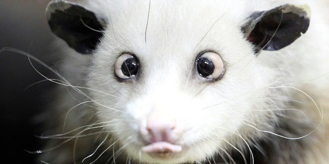Heidi the cross-eyed opossum was the latest creature to rocket from Germany's front pages to international recognition, capturing the world's imagination with her bright, black eyes turned toward her pointed pink nose.