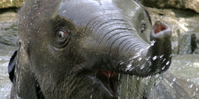 July 20, 2006: "Shaina Pali" enjoys a refreshing bath on a hot summer day in the Berlin Zoological Garden. The Berlin Zoo says another young animal has died unexpectedly, only two weeks after celebrity polar bear Knut passed away.