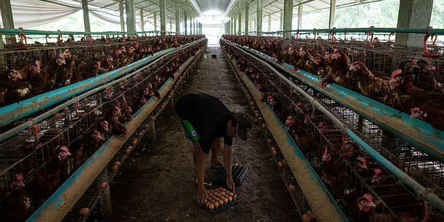 PHNOM PENH, CAMBODIA - AUGUST 26: A man collects eggs from chickens in holding pens at an egg farm south of Phnom Penh on August 26, 2013 in Preak Palap, Kandal Province, Cambodia. Cambodia has seen the worst out break of Avian influenza H5N1 since the disease was first identified, so far this year 17 cases have been report, 10 of which have been fatal. (Photo by Nicolas Axelrod/Getty Images)
