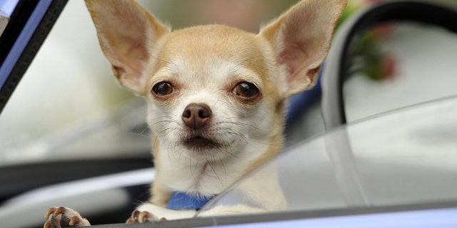 ZWICKAU, GERMANY - AUGUST 23: A Chihuahua dog waits inside a Trabant 601 car as fans of the East German Trabant car gather for their 7th annual get-together on August 23, 2014 in Zwickau, Germany. Hundreds of Trabant enthusiasts arrived to spend the weekend admiring each others cars, trading stories and enjoying activities. The Trabant, dinky and small by modern standards, was the iconic car produced in former communist East Germany and today has a strong cult following. (Photo by Matthias Rietschel/Getty Images)