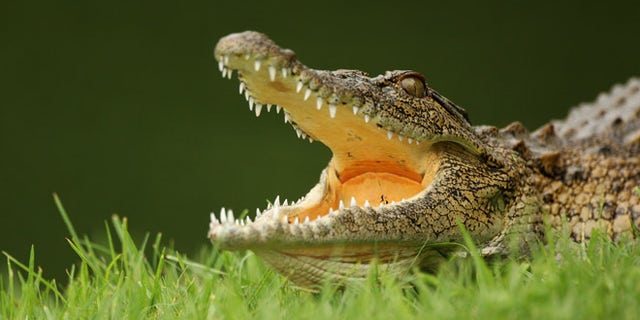 MALELANE, SOUTH AFRICA - DECEMBER 09: A crocodile lies in wait by the 13th green during practice before the Alfred Dunhill Championship at Leopard Creek Country Club on December 9, 2008 in Malelane, South Africa. (Photo by Warren Little/Getty Images)