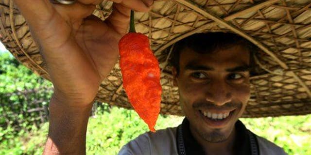 An Indian farmer holding up a Ghost Pepper picked from his fields.