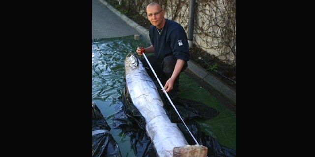 A man measures the rare specimen of a species known as the 'King of Herrings' or Giant Oarfish.