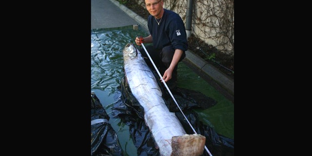 A man measures the rare specimen of a species known as the 'King of Herrings' or Giant Oarfish.