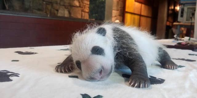 In this photo provided by the Smithsonian's National Zoo, taken Sept. 14, 2015, shows the baby Giant Panda, born Aug. 22, 2015, seen in Washington as keepers weighed the giant panda cub.  (Erika Bauer/Smithsonian's National Zoo via AP) MANDATORY CREDIT