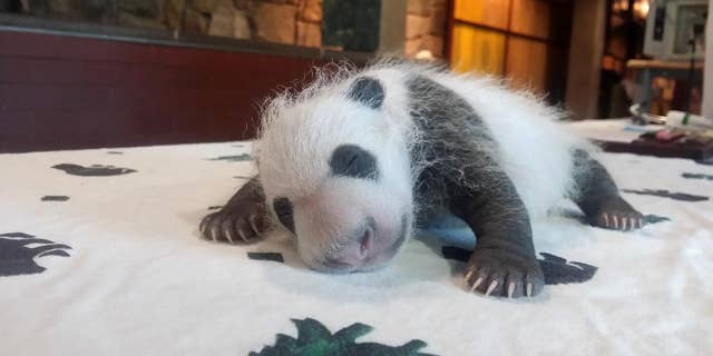 In this photo provided by the Smithsonian's National Zoo, taken Sept. 14, 2015, shows the baby Giant Panda, born Aug. 22, 2015, seen in Washington as keepers weighed the giant panda cub. (Erika Bauer/Smithsonian's National Zoo via AP) MANDATORY CREDIT
