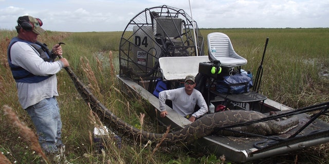 Oct. 27, 2011: the South Florida Water Management District, workers are shown holding a nearly 16-foot long Burmese Python that was captured and killed in Everglades National Park, Florida.