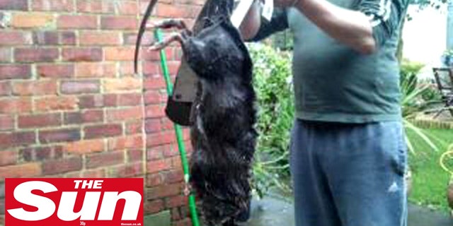 Ratzilla? This giant critter, either a rat or a South American copyu, was killed in a housing complex in England.