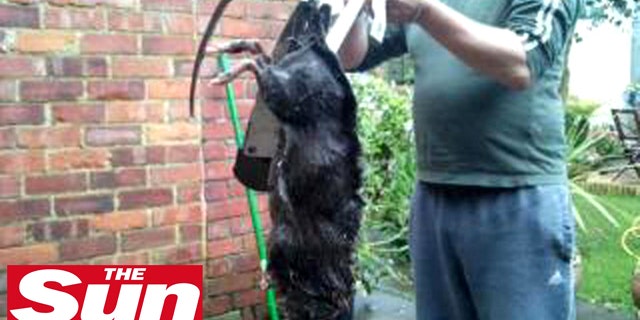 Ratzilla? This giant critter, either a rat or a South American copyu, was killed in a housing complex in England.