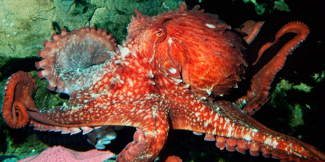 A Giant Pacific octopus, named Rabiot, correctly 'predicted' two of Japan's World Cup results before he was sent to the market.