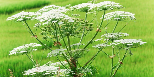 Cow parsnip can be identified by its “white flat-topped flower clusters" and 2.5-foot-wide leaves.