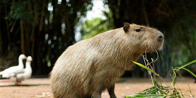 A capybara eats a plant at a zoo in Asuncion, Paraguay, on Feb. 18, 2011.