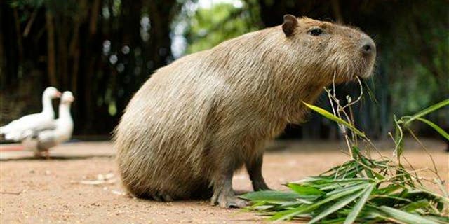 A capybara eats a plant at a zoo in Asuncion, Paraguay, on Feb. 18, 2011.
