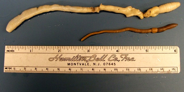 A University of Idaho graduate student found this rare giant Palouse earthworm in 2005.