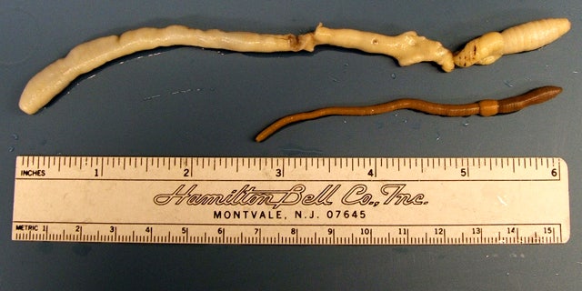 A University of Idaho graduate student found this rare giant Palouse earthworm in 2005.