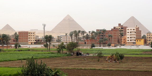 Farmers work at a rice field near the Great Giza pyramids on the outskirts of Cairo Nov. 2, 2014.