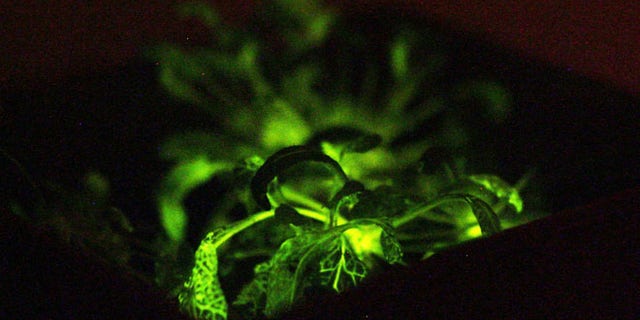 Glow In The Dark Plants Go On Sale Fox News