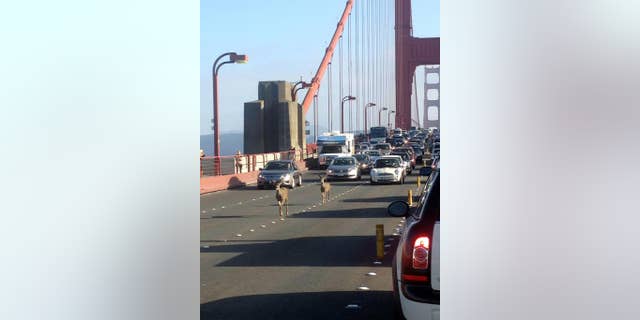 In this photo provided by Rebecca Abbey, deer cross the Golden Gate bridge, in San Francisco, Friday, Sept. 5, 2014. The San Francisco Chronicle reports that two deer headed north on the Golden Gate bridge to Marin snarled traffic during the evening commute. (AP Photo/Rebecca Abbey) MANDATORY CREDIT