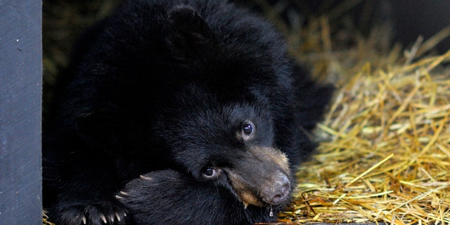 Hibernating bears -- like this American Black Bear -- set their energy demands to low, but they don't chill out very much, according to new research.