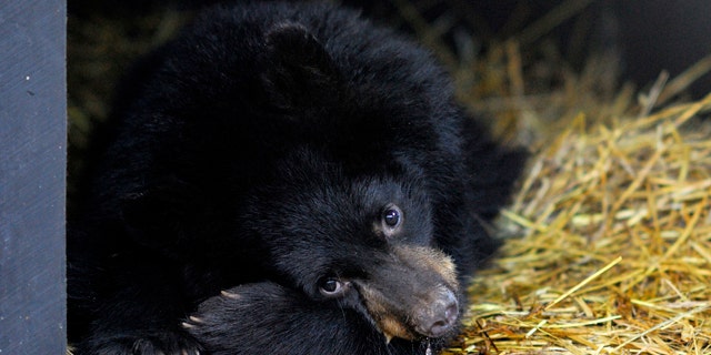 Hibernating bears -- like this American Black Bear -- set their energy demands to low, but they don't chill out very much, according to new research.