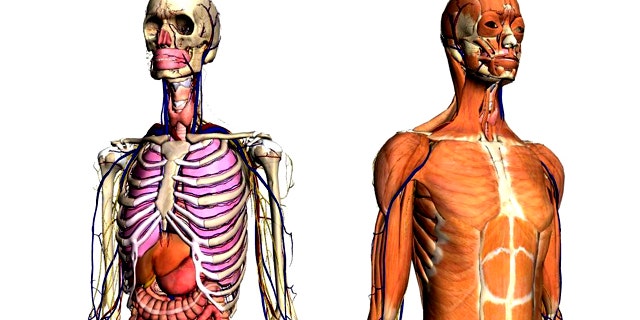 With Google's new Body Browser, you can unravel the human body and -- of course -- search for any organ or bodily structure.