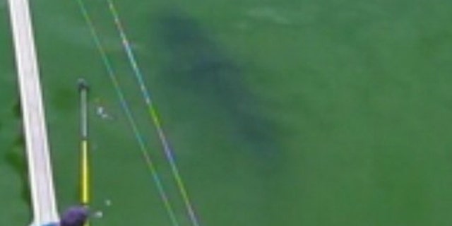 A great white shark could be seen of the side of a research vessel of Cape Cod last year. Although no great white sharks have been sighted, researches say they have evidence to believe they're out there.