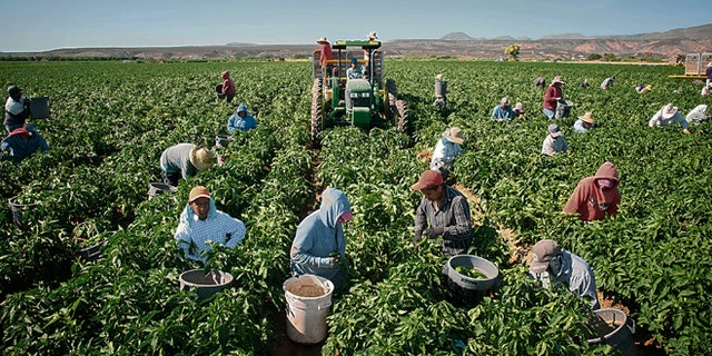 In this Saturday, July 25, 215 photo, workers harvest chile on the 350-acre Adams Produce farm near Hatch, New Mexico. Efforts are underway to save the green chile thats important to traditional New Mexican fare as labor shortages, a previous severe drought and competition from China, India and Mexico endanger its growth in the state. (Jett Loe/Las Cruces Sun-News via AP)MANDATORY CREDIT