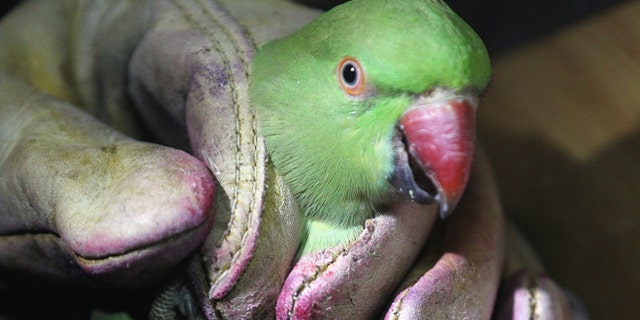 LONDON, ENGLAND - AUGUST 08: Rose-ringed parakeets are caught, ringed and marked with red dye on Wormwood Scrubs by 'British Trust for Ornithology' volunteers as part of a project to try to better understand their behavior on August 8, 2012 in London, England. The birds, which are an invasive species, roost in large numbers on Wormwood Scrubs but relatively little is know about their daily activities and the impact they may have on native flora and fauna. The parakeets are caught, marked with a harmless red spray and released. The website www.projectparakeet.co.uk/purpleparakeet is recording any sightings of marked birds by members of the public. (Photo by Oli Scarff/Getty Images)