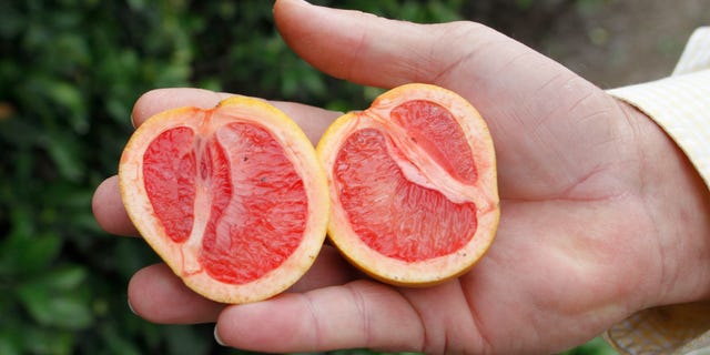 Citrus affected by "greening," an insect-borne bacterial disease is shown as Larry Hardie, a grove manager for Barnes Citrus, Inc. holds malformed star ruby grapefruit in a grove in Vero Beach, Florida.