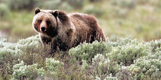 In this file photo provided by Yellowstone National Park, a grizzly bear moves through the park.