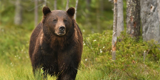 A federal judge is set to rule Thursday on hunting of Yellowstone-area grizzly bears on Thursday.