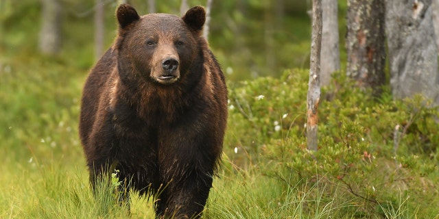 A federal judge is set to rule Thursday on hunting of Yellowstone-area grizzly bears on Thursday.