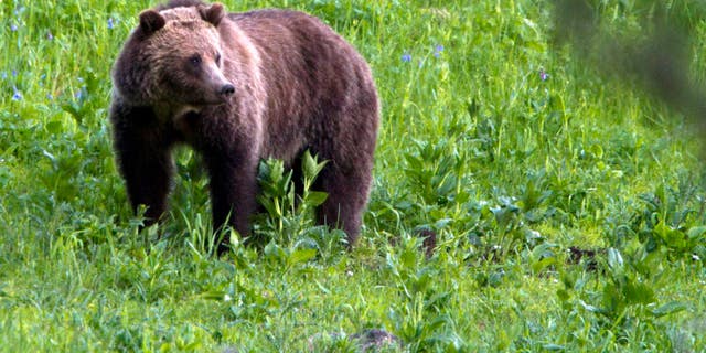 A grizzly bear roams near Beaver Lake in Yellowstone National Park.