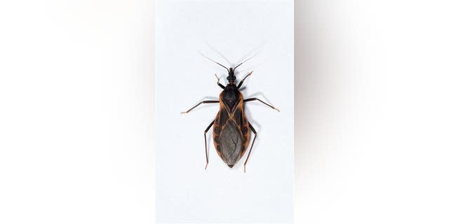Experts In Texas Warn Deadly ‘Kissing Bug’ Disease Is Spreading Across U.S. - dvcqxqp