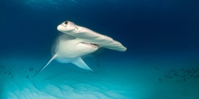 A hammerhead, like the one pictured above, ripped a tarpon out of the hands of a fisherman.