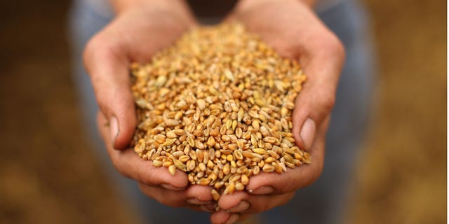 STAFFORD, UNITED KINGDOM - AUGUST 09: A farmer shows off wheat seeds at the start of harvesting on August 9, 2010 in Chebsey near Stafford, United Kingdom. Wheat prices have risen 25% in the last seven days due to drought and grass fires across much of Europe and beyond. Russia has banned the export of grain as it tries to preserve stocks. (Photo by Christopher Furlong/Getty Images)