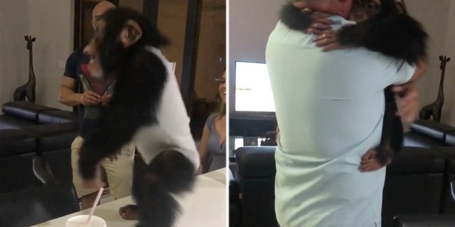 A heartwarming video of a chimpanzee reuniting with his human foster parents has gone viral.