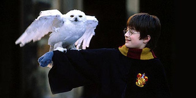 Owls play a prominent role in the Harry Potter film and book series. But rabid fans may be affecting the owl population in the real world.