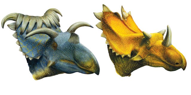 Amazing Horned Dinosaurs Found on 'Lost Continent' | Fox News